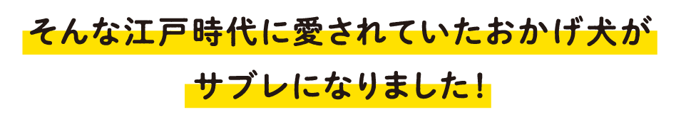 そんな江戸時代に愛されていたおかげ犬がサブレになりました!