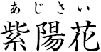 紫陽花 ?あじさい?