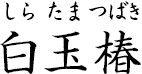 白玉椿 ?しらたまつばき?